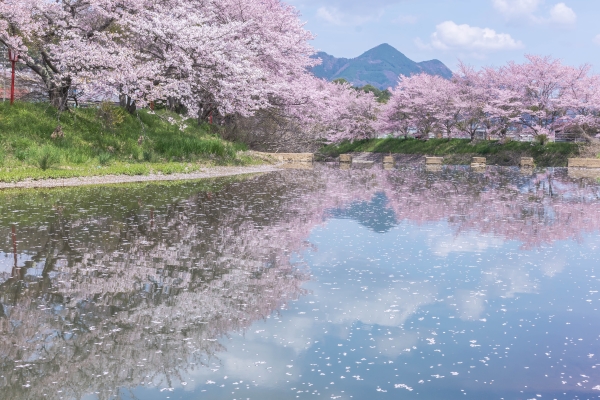 榛原猟路の桜